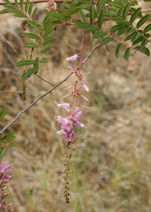 North Queensland Plants Fabaceae